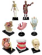 楽天市場】人体解剖図（コレクション｜ホビー）の通販