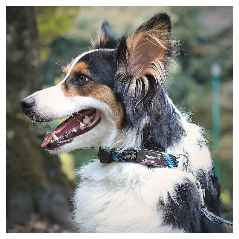 楽天市場】犬 ハーフチョーク 首輪 小型犬 中型犬 大型犬 ステンレス