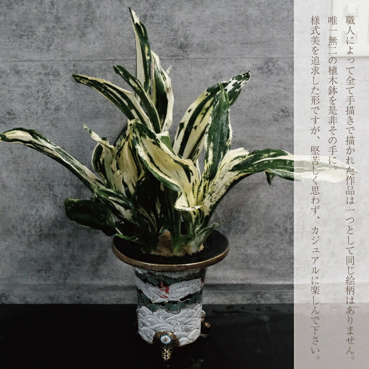 楽天市場】◇万年青鉢（おもと鉢）◇愛楽園製 錦鉢 万年青専門店 春光