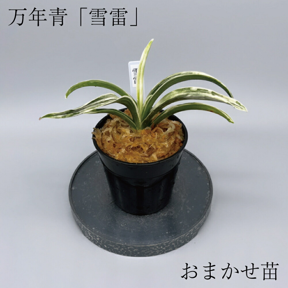 観葉植物 おもと」の人気商品一覧 | 安い商品を通販サイトから探す
