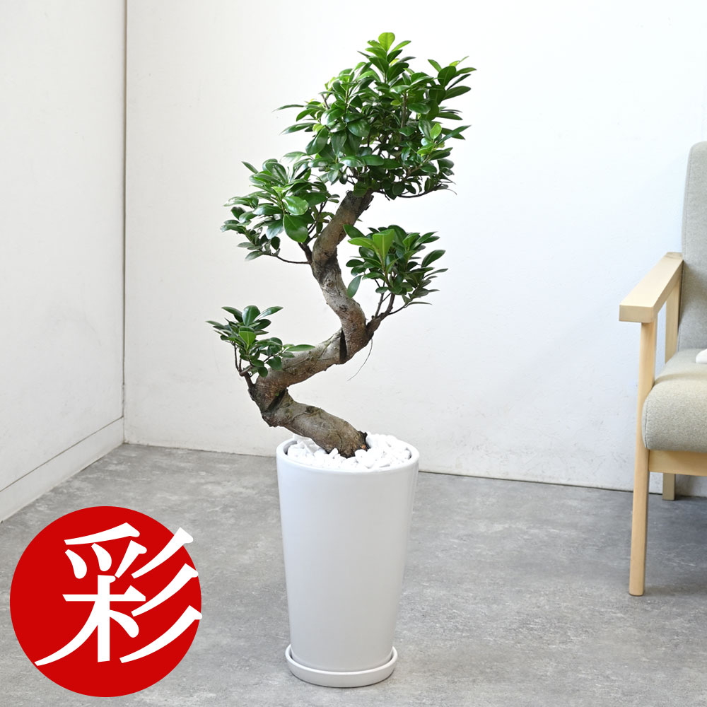 楽天市場】ガジュマル（昇り竜）シャイニーホワイト ラウンドポット