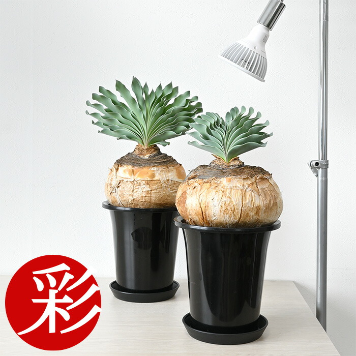 楽天市場】【土日限定ポイント2倍】観葉植物 本物 現品 希少