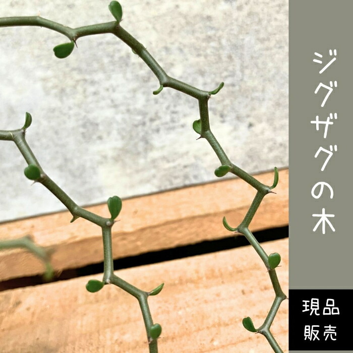 楽天市場】観葉植物 【現品】 希少 デカリア・マダガスカリエンシス