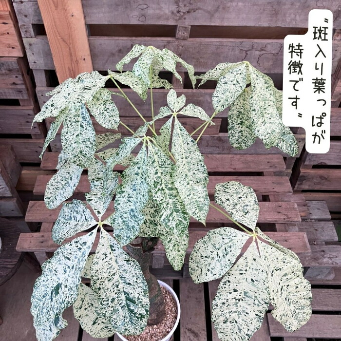 楽天市場】観葉植物 【現品】激レア 斑入りパキラ ミルキーウェイ 新品