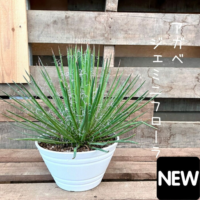 楽天市場】観葉植物 現品 アガベ ジェミニフローラ （ゲミニフローラ