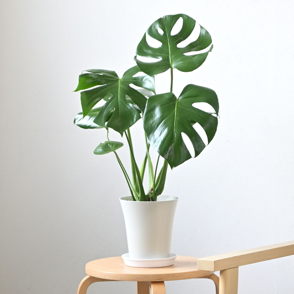 楽天市場】モンステラ 観葉植物 本物 大型 6号鉢 鉢カバーオプション