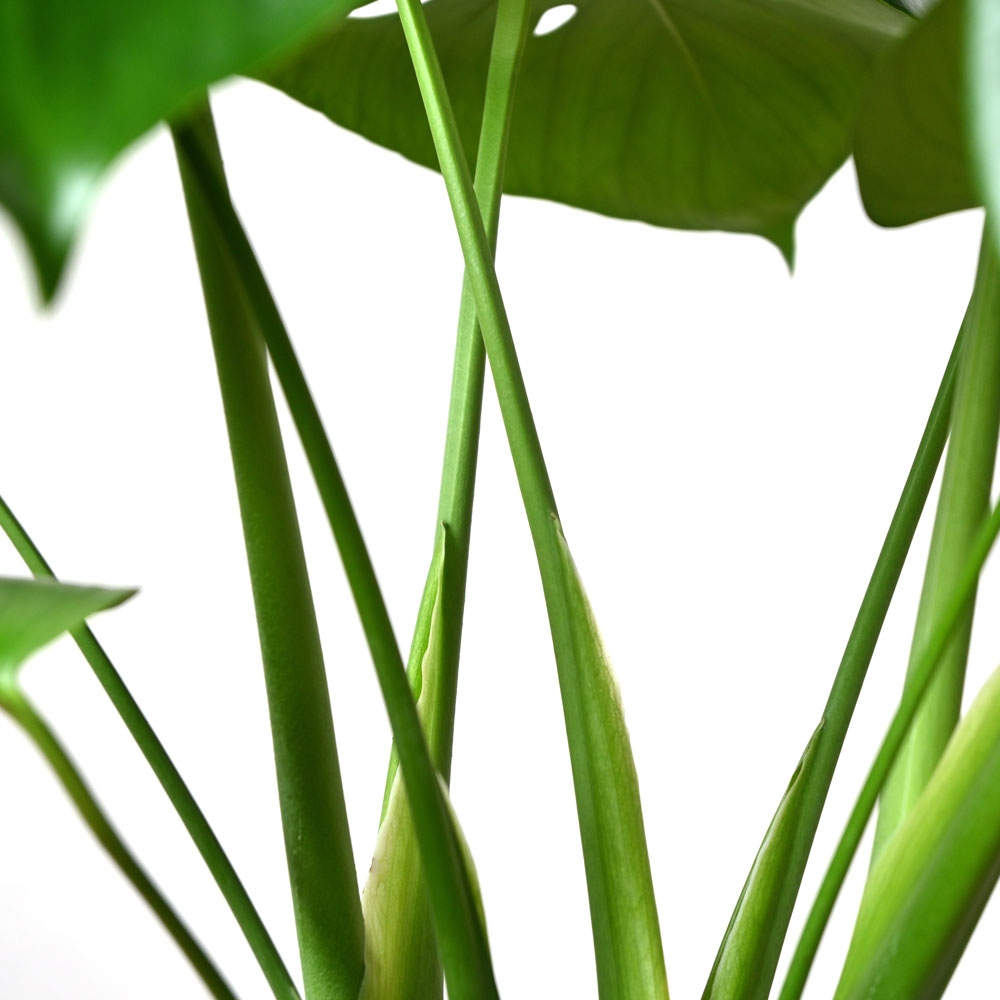 楽天市場】モンステラ 観葉植物 本物 大型 6号鉢 鉢カバーオプション