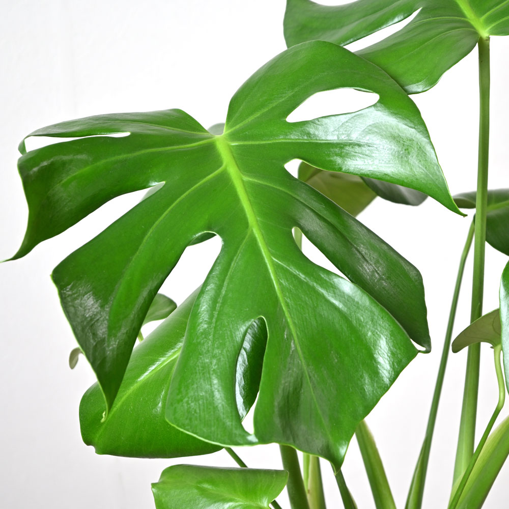 楽天市場】モンステラ 観葉植物 本物 大型 6号鉢 鉢カバーオプション