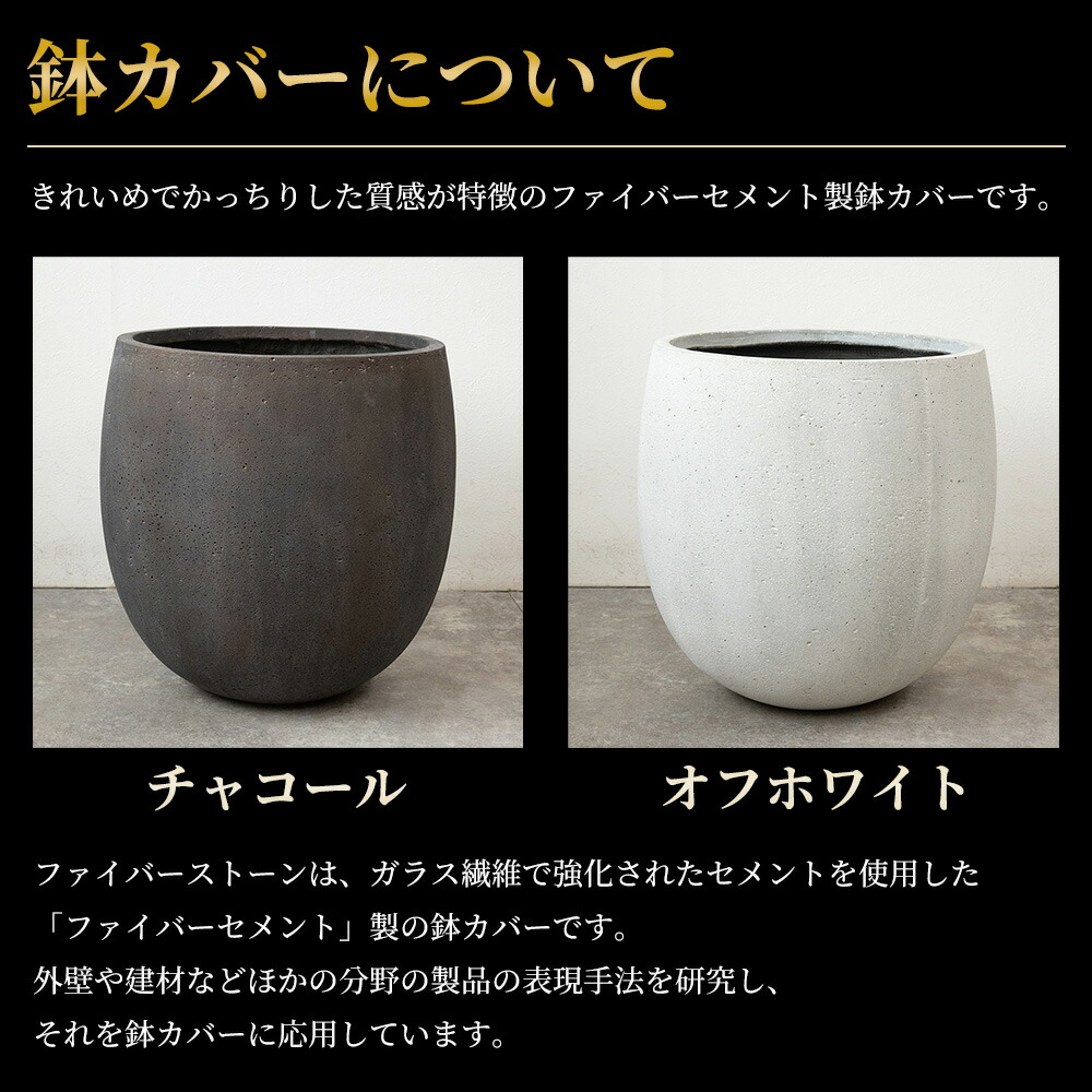 楽天市場】アレカヤシ 観葉植物 ヤシの木 10号鉢 大型 ファイバー