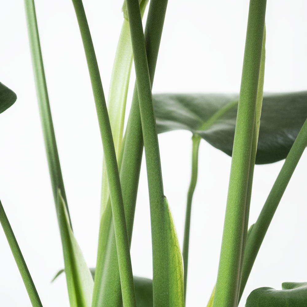 楽天市場】【安心の3ヵ月保証付き】 モンステラ 観葉植物 大型 6号鉢