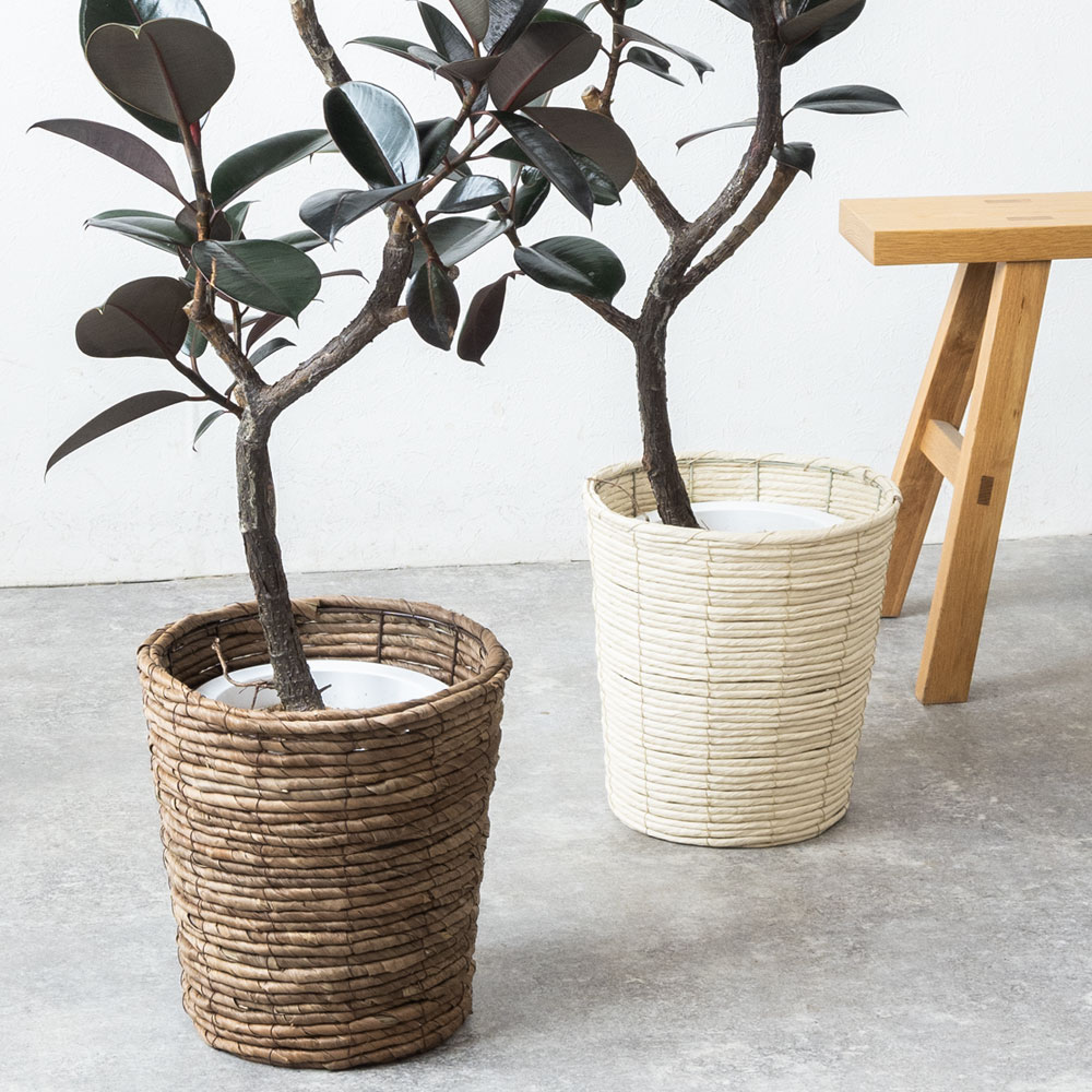 楽天市場】観葉植物 フィカス・バーガンディ 7号鉢 大型 曲がり樹形