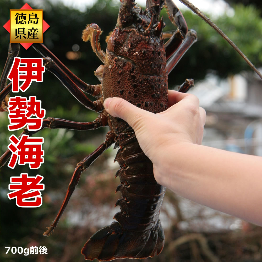 楽天市場】伊勢海老（約700g前後×1尾）産地直送 生きたままお届け 徳島