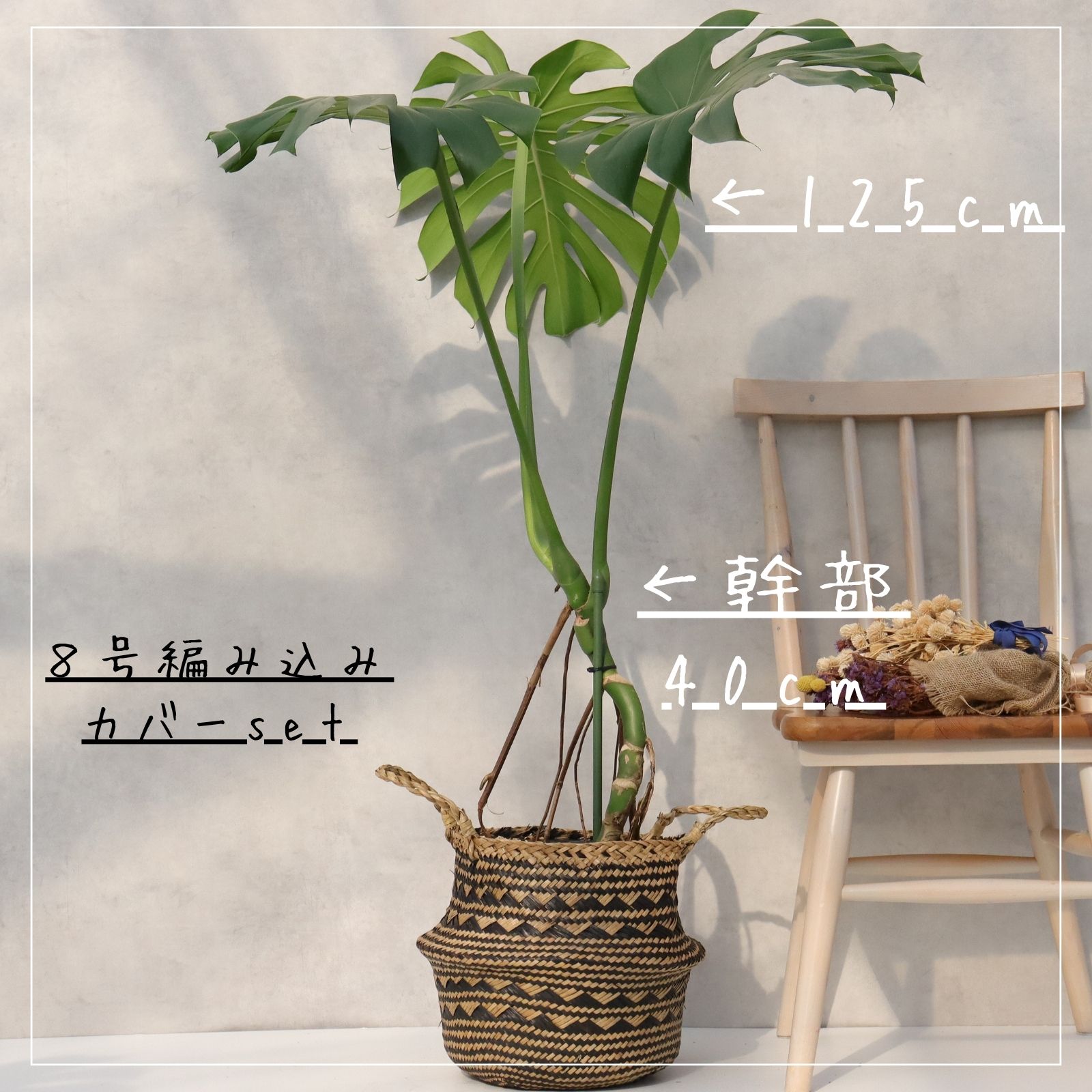 楽天市場】モンステラ 8号 幹立ち モンステラ 観葉植物 モンステラ