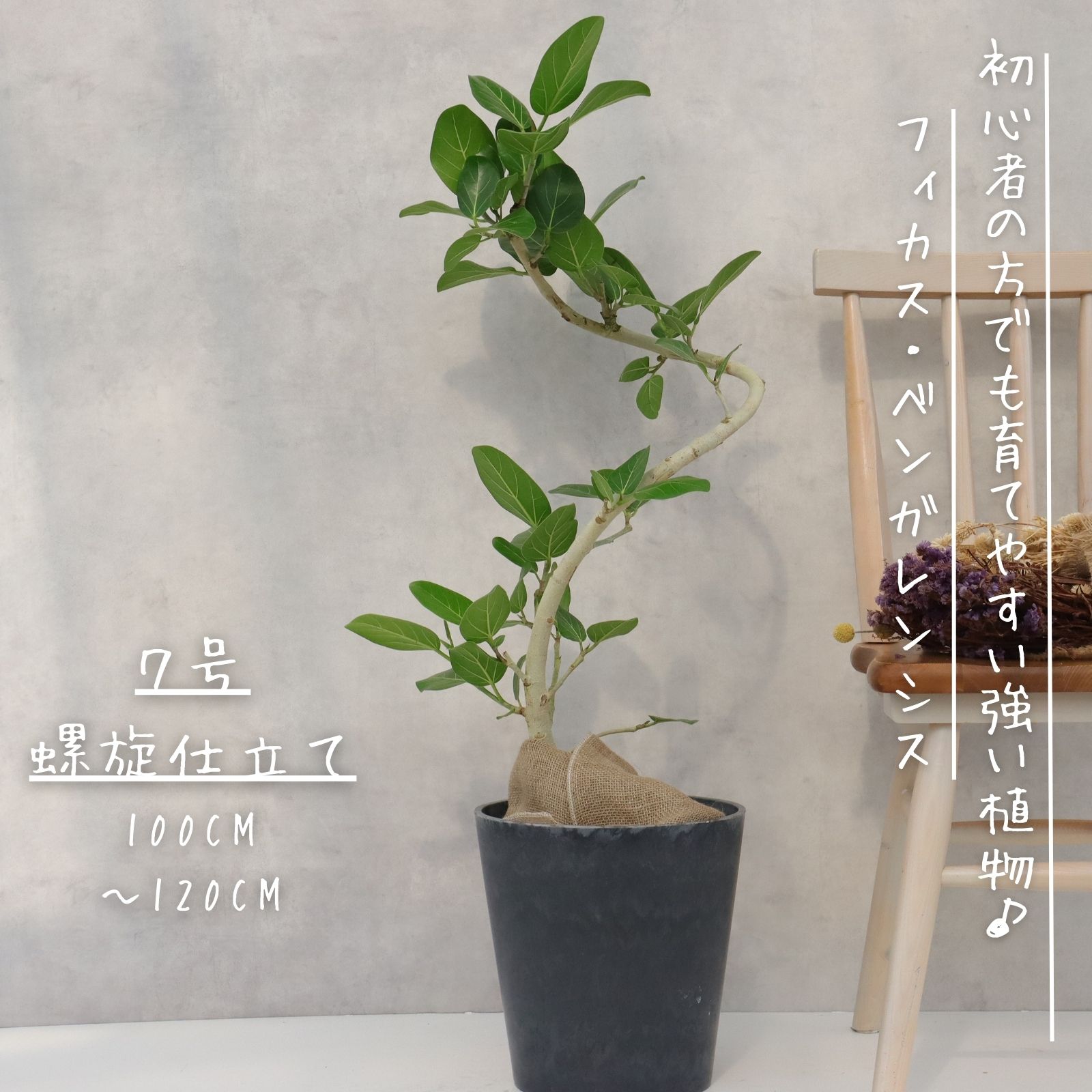 楽天市場】フィカス ベンガレンシス 曲がり 螺旋 仕立て 7号 ゴムの木