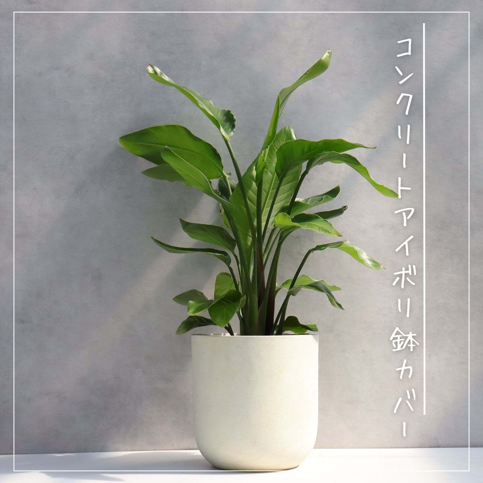 楽天市場】オーガスタ 観葉植物 ストレリチア オーガスタ 8号 7号