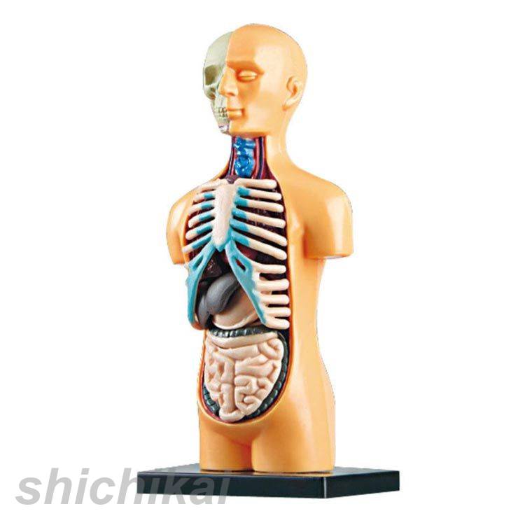 楽天市場】内臓模型 組み立て 11ピース パーツ取り外し可 筋肉 お腹の