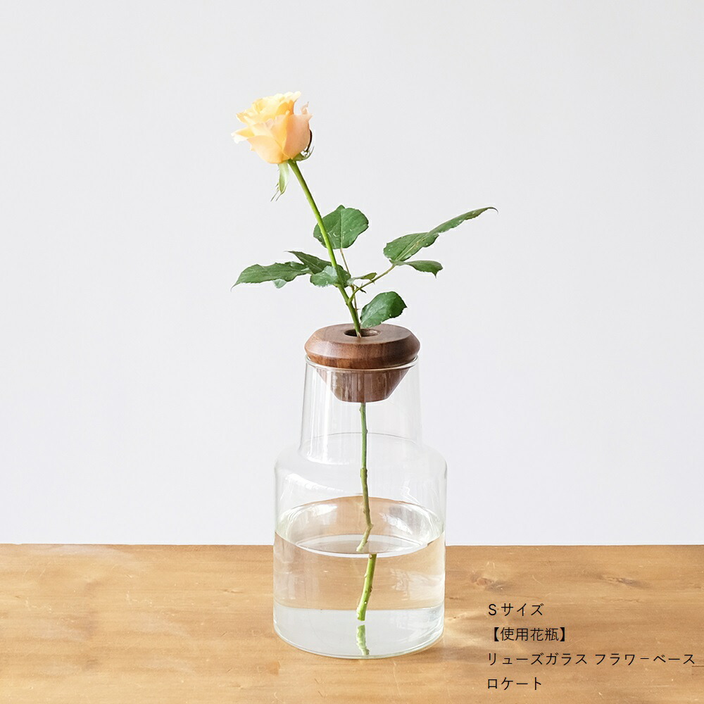 楽天市場】【在庫限りの特別価格】公式 shesay アカシアのプラント