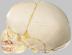 楽天市場】頭蓋骨模型 ソムソの通販