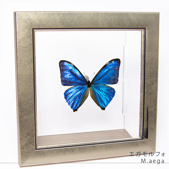 楽天市場】昆虫標本 蝶の標本 エガモルフォ メタリック調ライト