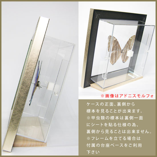 楽天市場】昆虫標本 蝶の標本 クジャクチョウ メタリック調ライト