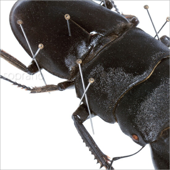 楽天市場】昆虫標本 オオヒラタクワガタ メタリック調ライトフレーム