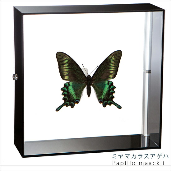楽天市場】昆虫標本 蝶の標本 ミヤマカラスアゲハ アクリルフレーム