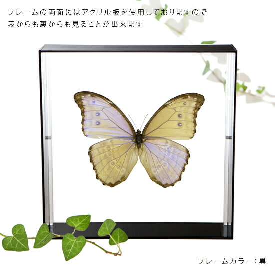 楽天市場】昆虫標本 蝶の標本 ゴダルティモルフォ ボリビア産 アクリル
