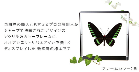 楽天市場】昆虫標本 蝶の標本 オオアカエリトリバネアゲハ アクリル