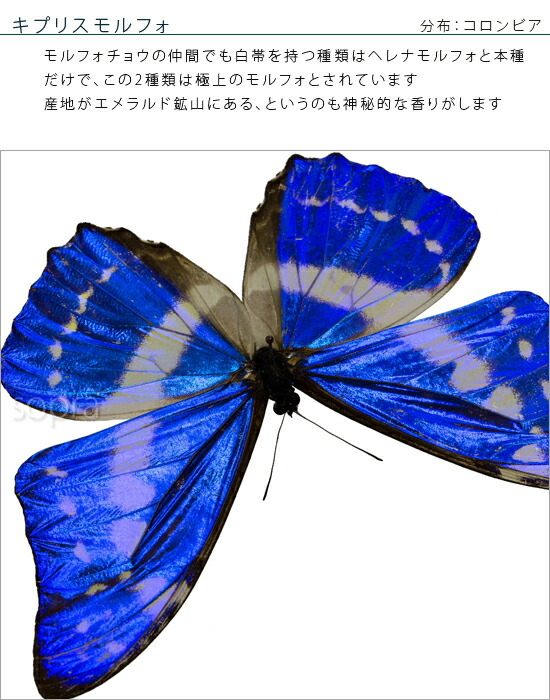 楽天市場】昆虫標本 蝶の標本 キプリスモルフォ メタリック調ライト