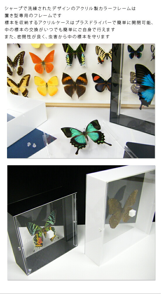楽天市場】昆虫標本 蝶の標本 ロスチャイルドトリバネアゲハ アクリル
