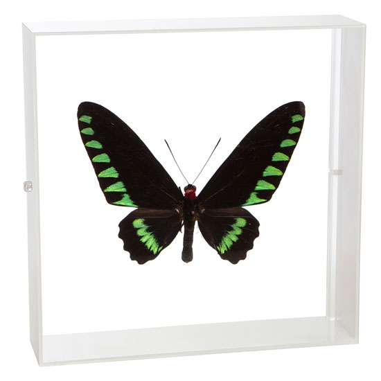 楽天市場】昆虫標本 蝶の標本 オオアカエリトリバネアゲハ アクリル