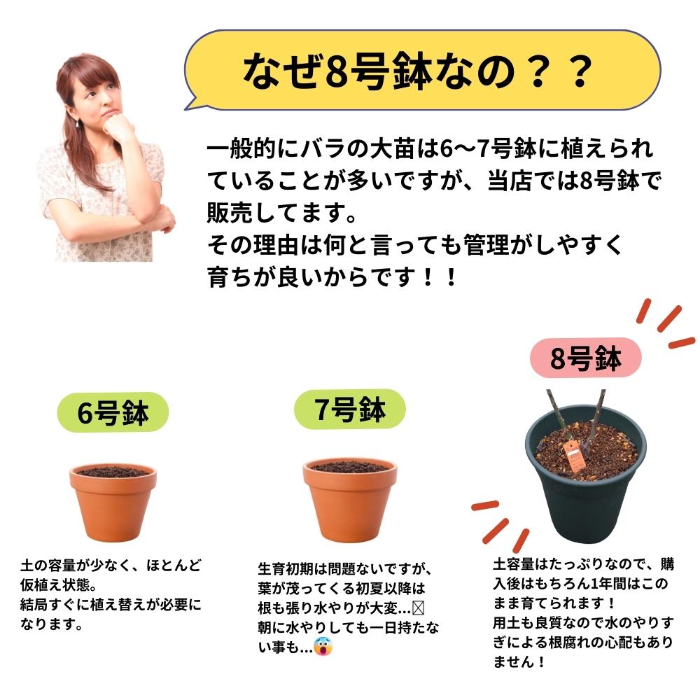 楽天市場】＼当店オリジナル8号鉢仕様／ バラ苗 令の風（れいのかぜ