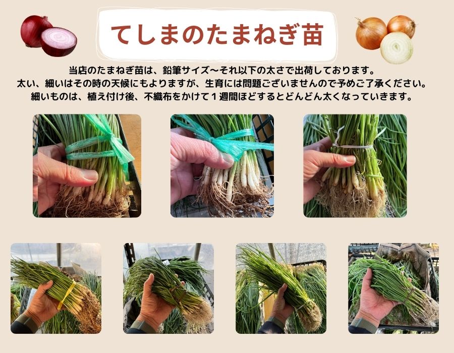 楽天市場】【予約受付中】 極早生 たまねぎ苗 約100本束 貴錦