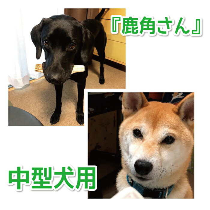 楽天市場】【中型犬用 蝦夷鹿の角】犬のおもちゃ『鹿角さん』 髄出し