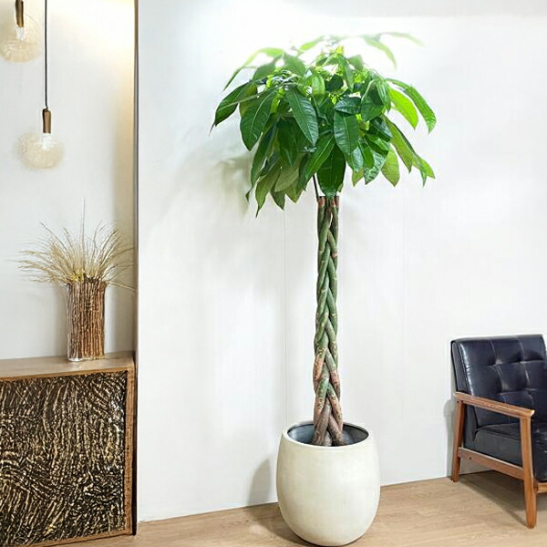 楽天市場】観葉植物 大型 パキラ 10号 法人様送料無料 バルーン型