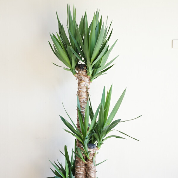 楽天市場】観葉植物 大型 ユッカ エレファンティペス 10号 法人様送料