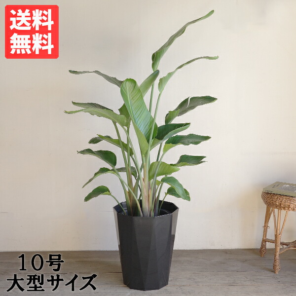 観葉植物 10号 オーガスタ」の人気商品一覧 | 安い商品を通販サイト