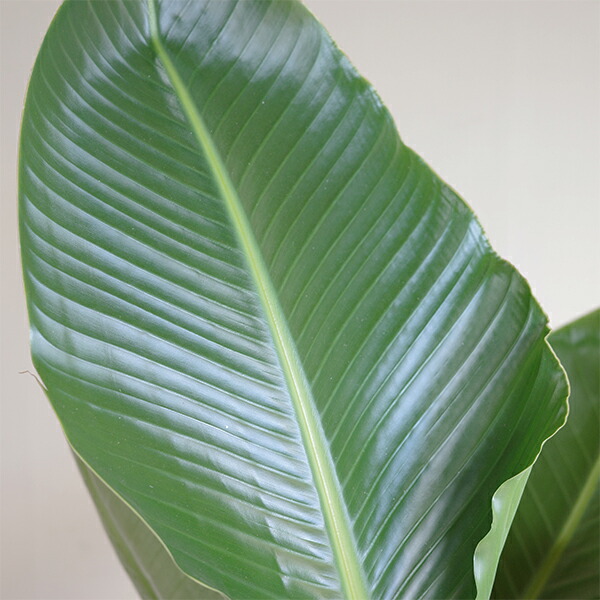 楽天市場】観葉植物 大型 オーガスタ ストレリチア 大鉢 10号 法人様