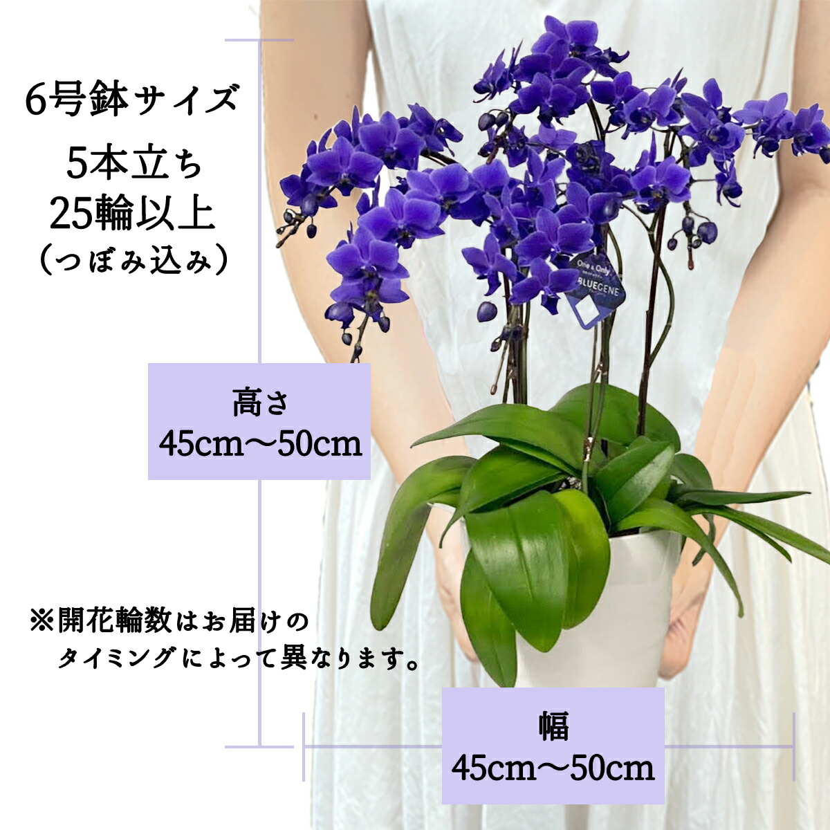 楽天市場】【 世界初！天然の青色 胡蝶蘭 】ブルージーン Blue Gene 1