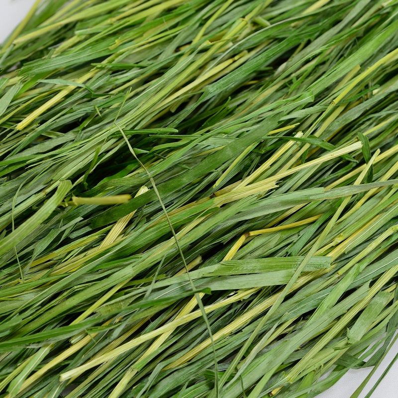 楽天市場】ウーリー 高原の朝採り牧草「イタリアンライグラス」ヤング