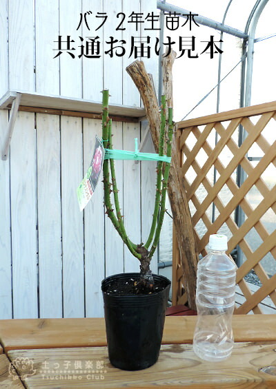 楽天市場】薔薇 苗 四季咲き中輪B 2年生 接ぎ木苗 【 2個セット