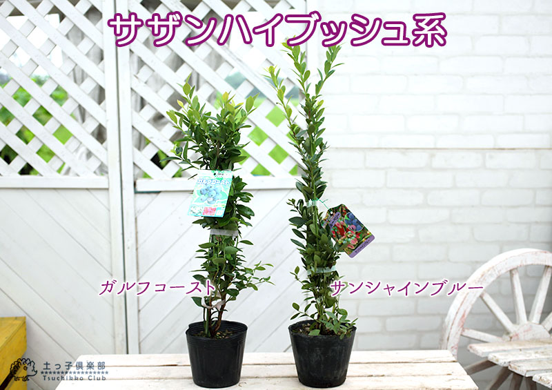 ブルーベリー苗 3.5号ポット50本セット ブルーベリー苗 3.5号ポット50