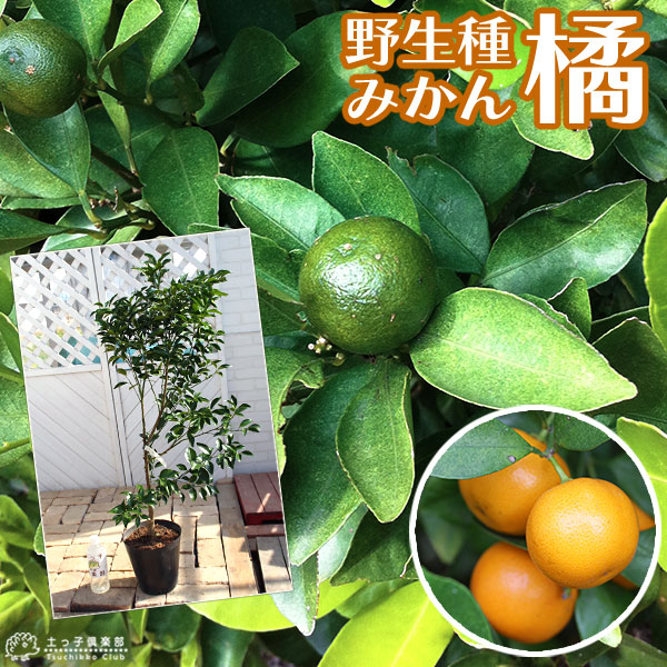 楽天市場】柑橘 『 橘 （ たちばな ） タチバナ 』 21cmポット接ぎ木苗