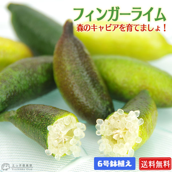 楽天市場】フィンガーライム 2年生 接ぎ木 6号鉢植え【 送料無料