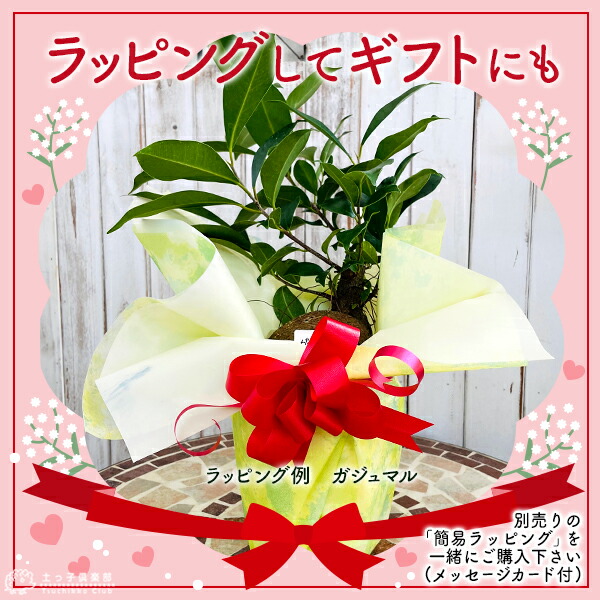 楽天市場】ガジュマル （ がじゅまる ）ミニ観葉 7.5cmポット（ 幸せの