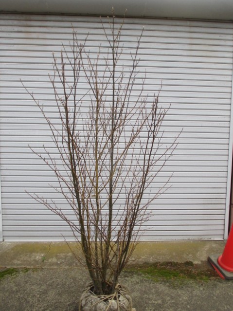 楽天市場】クロモジ（株立ち）特大株 : 打出農園