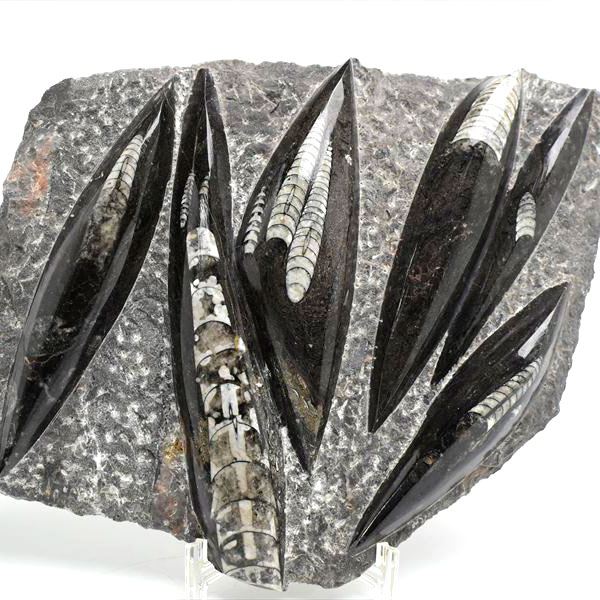 楽天市場】オルソセラス 直角貝 化石 プレート 簡易イーゼルスタンド