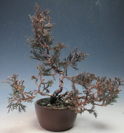 糸魚川真柏」の人気商品一覧 | 安い商品を通販サイトから探す - 価格.com