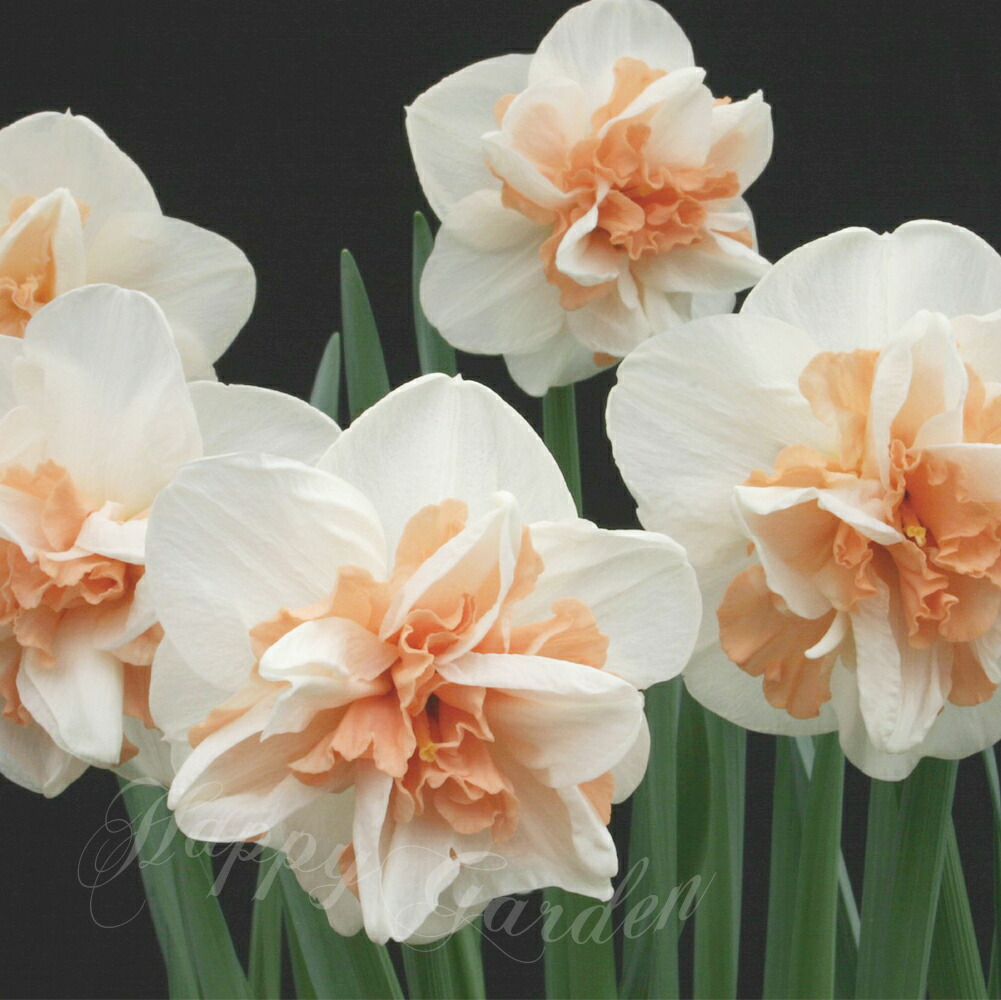 楽天市場】球根 花 植えっぱなしOK 水仙 デルナショー 2球セット