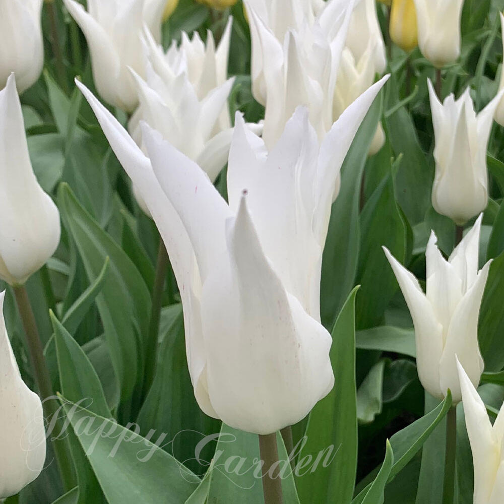 楽天市場】球根 花 ユリ咲き チューリップ ホワイトトライアン